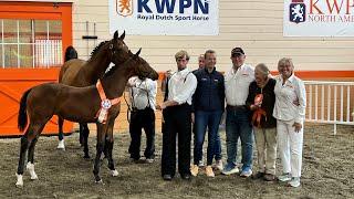 Highlights of the Shooting Star Farm KWPN-NA Inspection- Sept 24, 2024