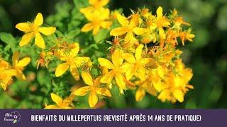 Bienfaits du millepertuis (revisité après 14 ans de pratique)