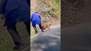 aggressive monkey attack human #shortsfeed #shortvideo #shorts #subscribe #trending #viralvideo