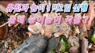 [약초]유친과 벗님과 1박2일 능이 송이산행/충북 북부/강원북부