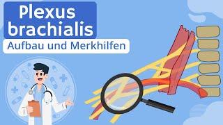 Plexus brachialis einfach erklärt - Aufbau und Merkhilfen