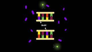 How you can watch cell proliferation in the lab (BrdU assay)? #Shorts