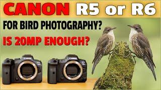 Canon R5 vs R6 Review for Bird Photography - Do You Need 45mp? Let's Find Out!