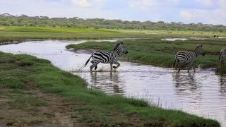 A Virtual Safari Adventure in Arusha National Park