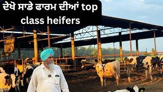 TOP BREED HEIFERS AT OUR FARM | AULAKH DIARY FARM | RAMPURA PHUL | BATHINDA | PUNJAB |