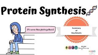 Biology Bugbears Protein Synthesis-Leaving Cert Biology 2025-New Video Summary