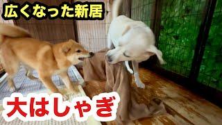 新しいお家に大はしゃぎする保護子犬