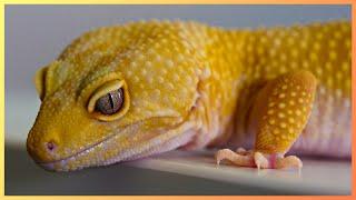 Why Leopard Geckos are the Only Worthy Pet Reptile