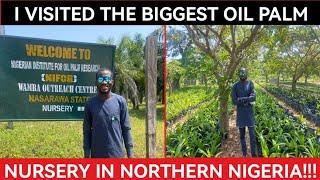 My Trip To The Biggest Oil Palm Nursery In Northern Nigeria | NIFOR Station In Nasarawa State