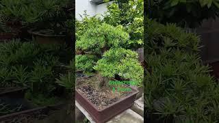 Cây tùng bonsai "25" cực đẹp thân to, bán tại 332 Phan Huy ích phường 12 Quận Gò Vấp.#shortvideo