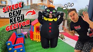 ELİF SİNEM DEV KEDİ SİTEDE BABANI KOVALADIN‼️