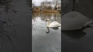 Swan in Barnes Pond London          