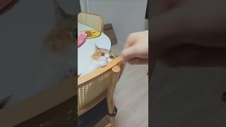 냥냥펀치