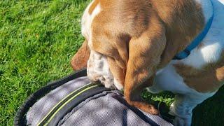 Basset hound helps himself to treats