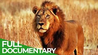 Lions Rule | Episode 2: Hunting Giants | Free Documentary Nature