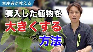 購入した観葉植物を大きくする方法【ゴムの木】