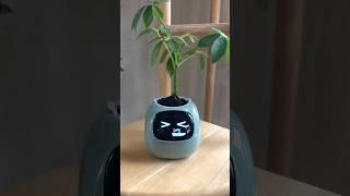 Link in bio 🪴  #planter #plants #cuteplanter #plantlover #viral #capcut #capcutcaptions