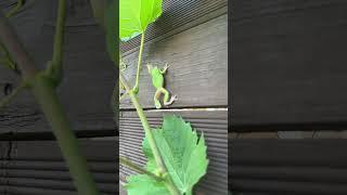 청포도 덩쿨에 숨어있던 청개구리 벽타기 #스파이더맨  #샤인머스캣 #청개구리 #포도송이