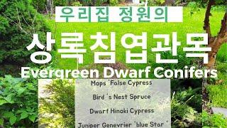 Dwarf Evergreen Conifers In My Garden / 정원의 작은 상록침엽수