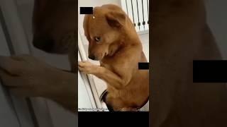 Monkey & Dog Dance Patli Kamariya #shorts #youtubeshorts #trendingshorts #shortsfeed #shortsvideo