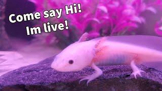 LIVE | Feeding Mew the Axolotl | Axolotl Cam