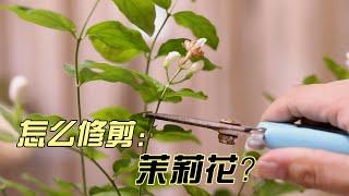 茉莉花怎么修剪？园艺师教你，轻松学会修剪茉莉花