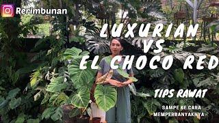 Philodendron Luxurian VS Elchoco Red