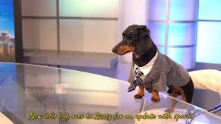 Ep 9: ANCHORDOG - Funny News Dog Video