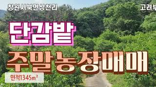 25-84창원북면토지 단감과수원주말농장매매 농업경영체등록할수있는땅