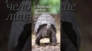 ЧЕРЕПАХА. ТОП-5 ФАКТОВ! #черепахa #животные #шортс