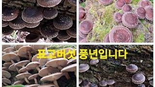 돌집 사고 쳤어유 #시골#표고