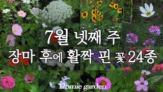 7월의 끝 장마 후 활짝 핀 야생화 24종 | 여름 정원을 가득 채운 예쁜 꽃들 소개 드려요.