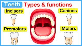 Types of teeth  | Incisors, canines, premolars & molars