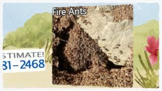 Pest Management Insect Control 817-381-2468 Mansfield TX