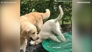 Funniest Dog Fail Compilation 2019 || Funny Pet Videos || Monkoodog