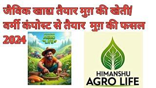 जैविक खाद्य तैयार मुग़ की खेती/ वर्मी कंपोस्ट से तैयार  मुग़ की फसल2024/Organic Farming of Moong 2004