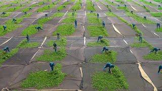 The Awesome Way They Mass Produce Oolong Tea