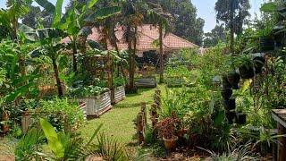 A Productive Small Urban Farm  In Kampala City Uganda