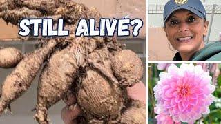 Overwintering Dahlia Tubers UPDATE | Canna Calla Lily | Winter Storage || Budget Gardening