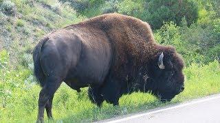 Theodore Roosevelt National Park