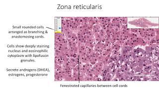 Histology with Chimmalgi: Suprarenal gland