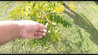 Khmer Backyard Garden in Central Florida សួនច្បារ Khmer in Florida [⁴ᴷ⁶⁰]