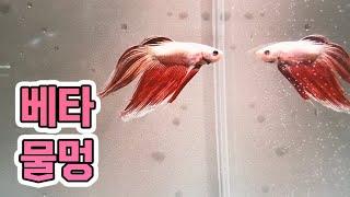 하프문 베타 | 물멍 | Betta Fish [별거농장]