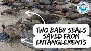 Two Baby Seals Saved from  Entanglements