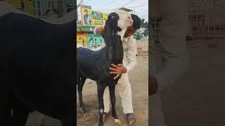 #black #black #goat #beautiful #of #our #pakistan