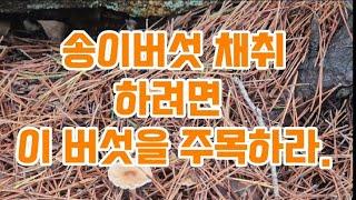 여름 송이버섯을 찾아서.채취 꿀팁을 알려드립니다.