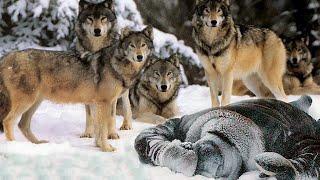 The wolves surrounded the wounded man, he thought it was the end, but the impossible happened!