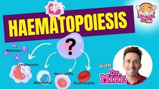 Hematopoiesis | Erythropoiesis