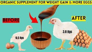 This ORGANIC SUPPLEMENT Treats HEAT STRESS | IMPROVES BROILER WEIGHT GAIN & MORE EGGS IN LAYERS