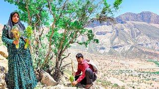 "See how a village family sells a special mountain plant in the city."